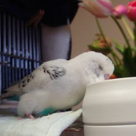 14歳のお誕生日おめでとう！の画像