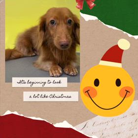 DOGXDOG オーヴくんの画像