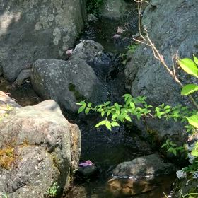 KIN61   赤い龍　赤い空歩く人　音9の画像