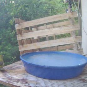 すぎぴたんの事件簿シーズン3　565話（マルマルした尾羽の無いメジロ！）の画像