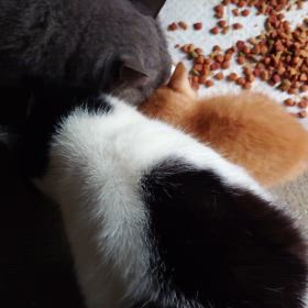 体重の話の画像