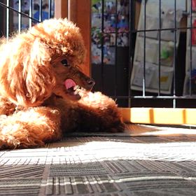 暖かい室内で穏やかな時間の画像