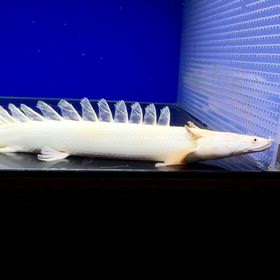 東京都のお客様に極上蜃気楼ご成約頂きました！の画像