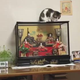 猫あるあるはツルツル好き！今日のスロージム活！の画像