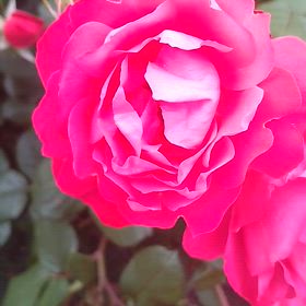 ドジャース勝利ともっつゅりんの画像