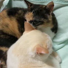 猫も多頭飼いがおすすめの画像