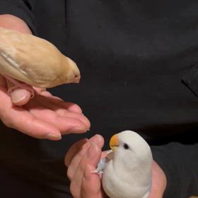 明日は定休日ですが明後日は通常通りの営業です。の画像