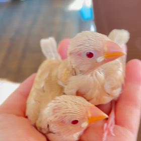 クリーム文鳥さんが来てくれました！の画像