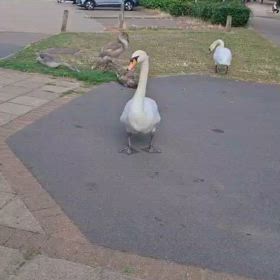 かわいいの画像