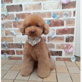 空悟がディズニーのキャラクターだったらの画像