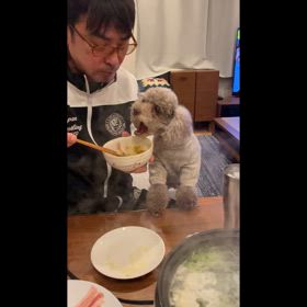 パメちゃん元気です。　ご飯編の画像