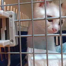 リーナちゃん、ワクチン接種終わったよ～の画像