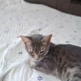 マシュマロパンダ④の画像