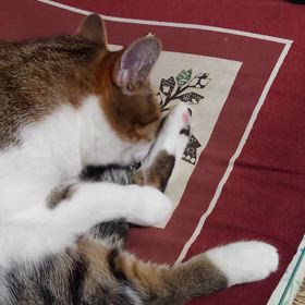 ただ、可愛い❤の画像