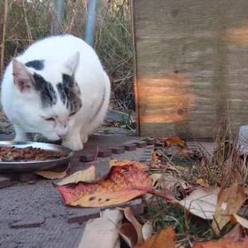 11月の活動収支報告の画像