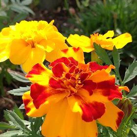 sanaヒーリングの癒しの画像