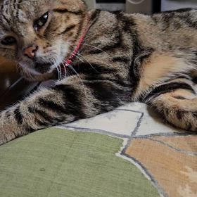 テツ、夏バテ？食欲もなし！の画像