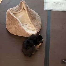 しつこいとさすがに怒られます。の画像