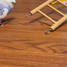 虹の橋を渡るの画像