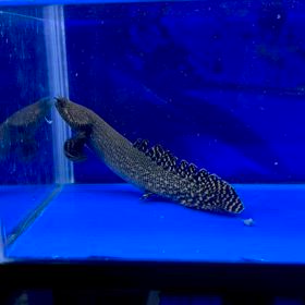 関東のお客様 激レア ポリプ3匹 爆買い！超高額レア魚祭り！の画像