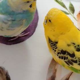 ひなまつりの画像