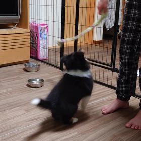 ピョン丸ぴょん助の画像