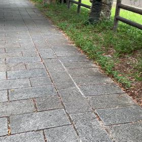 蝉の鳴き声がすごかったの画像