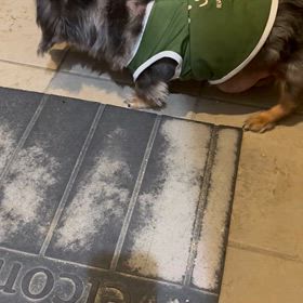 最近のレンの画像