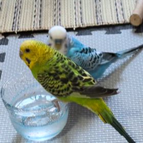 「ほうれんそう」と「おひたし」の画像