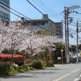 満開のソメイヨシノの画像