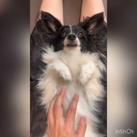 あなたはだんだん眠くな〜るの巻。の画像