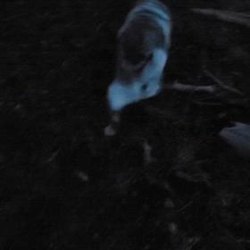 本当にいとおしいの画像