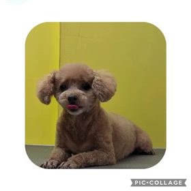 DOGXDOG  のあちゃんの画像