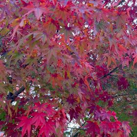 自然と暮らすの画像