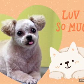 DOGXDOG  マロンちゃんの画像