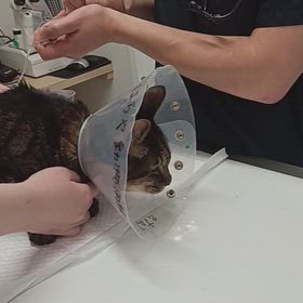 命の恩人に威嚇するあみの画像