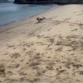 久々の海散歩。の画像