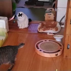 褒められると…の画像