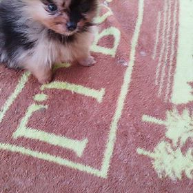 ポメラニアン　男の子の画像