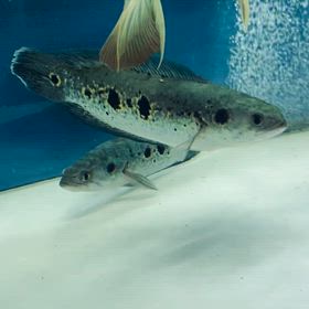 ★フラワートーマン！★の画像