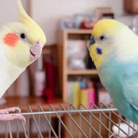 今日のするめちゃんの画像