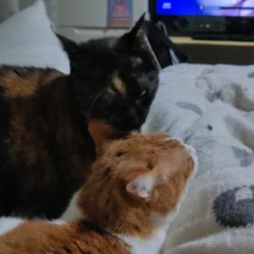 猫、再来の画像