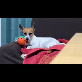 本日の収穫。の画像