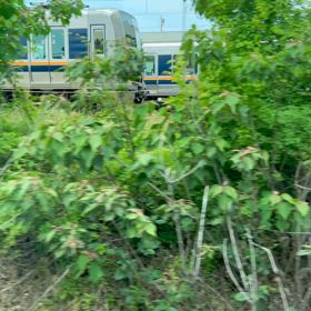 明石電車区の１０３系がいないの画像