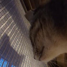 肩乗りチャッピーさんの画像