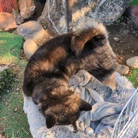 ウサギのサークルに犬がの画像