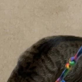 ちび猫　ちゃいたん　スローその１の画像