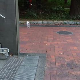 会場入りと、猫の画像