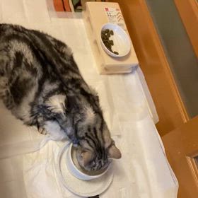 タマのルーティンの画像