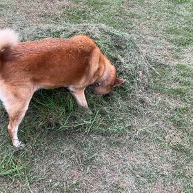 石岡八郷ベースの画像